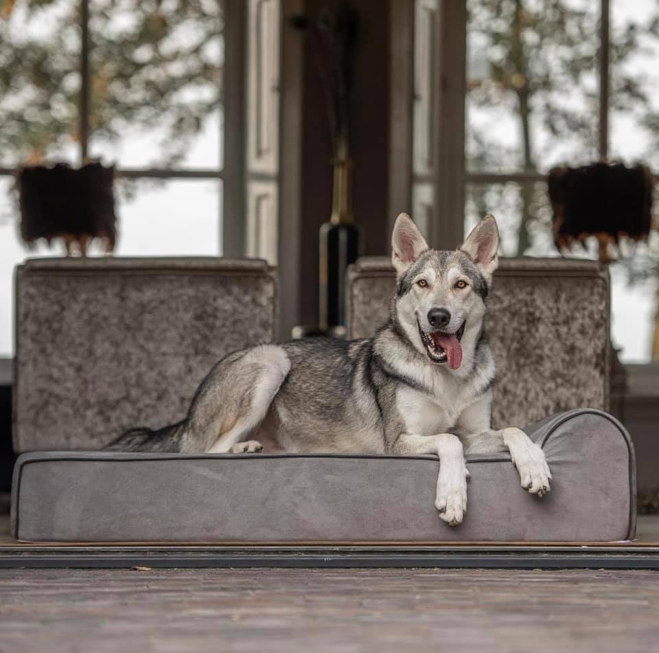 files/Bully-Beds-Wolfshond-Grijs.jpg files/Bully-Beds-Wolfshond-Grijs.jpg