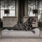 Stijlvolle, grijze vervangende hoes voor orthopedisch hondenbed van Bully Beds, Boerboel ligt ontspannen op de orthopedische hondenmand, afneembaar, machinewasbaar en zacht voor extra comfort. Tijdloos design, passend in elk interieur